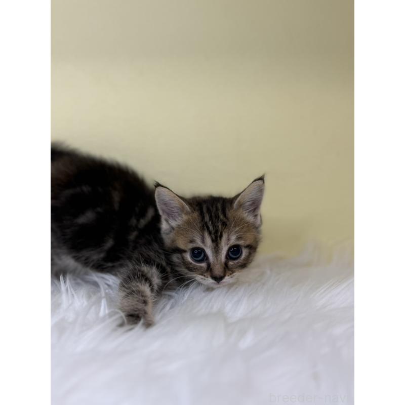 販売中の埼玉県のマンチカン-138212の4枚目