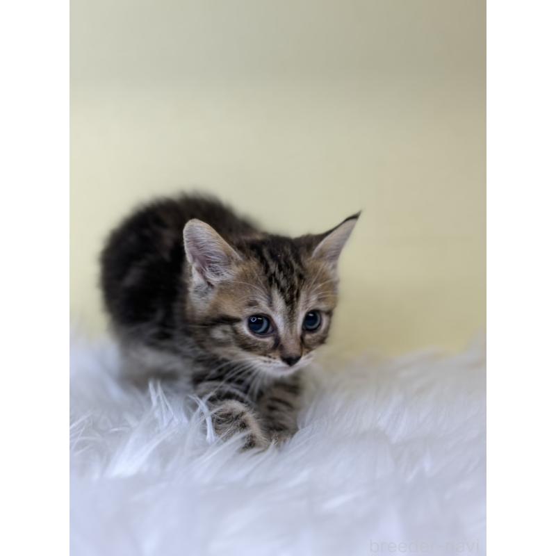 販売中の埼玉県のマンチカン-138212の3枚目