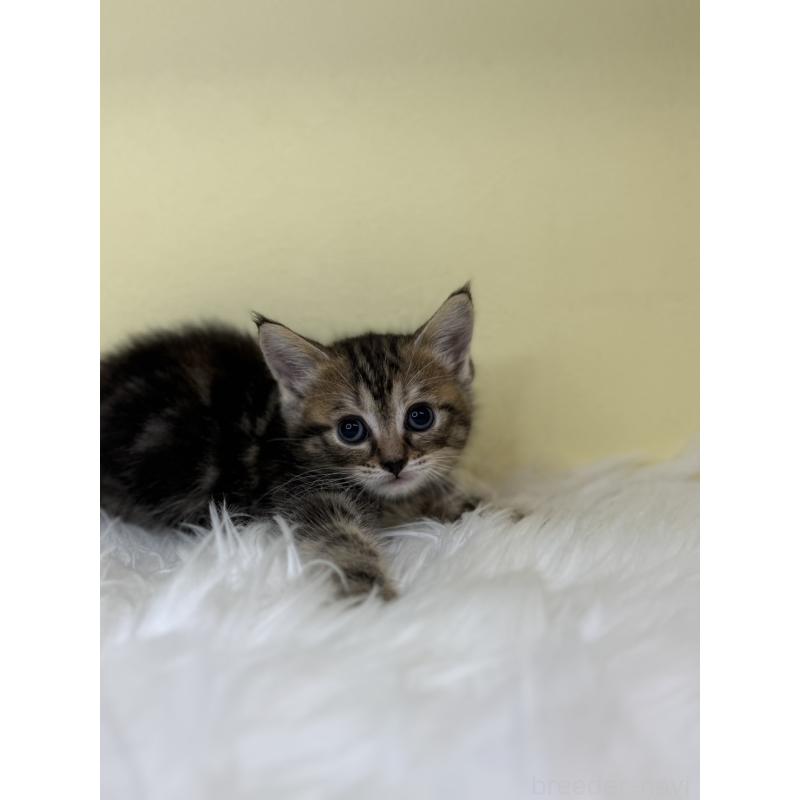 販売中の埼玉県のマンチカン-138212の2枚目