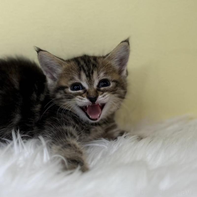 販売中の埼玉県のマンチカン-138212の1枚目