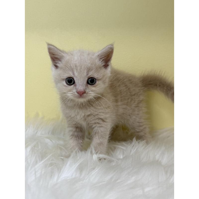 販売中の埼玉県のマンチカン-138213の3枚目