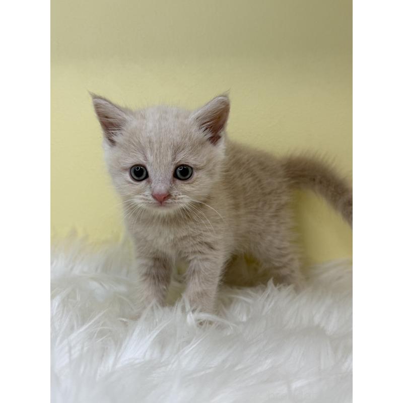 販売中の埼玉県のマンチカン-138213の2枚目