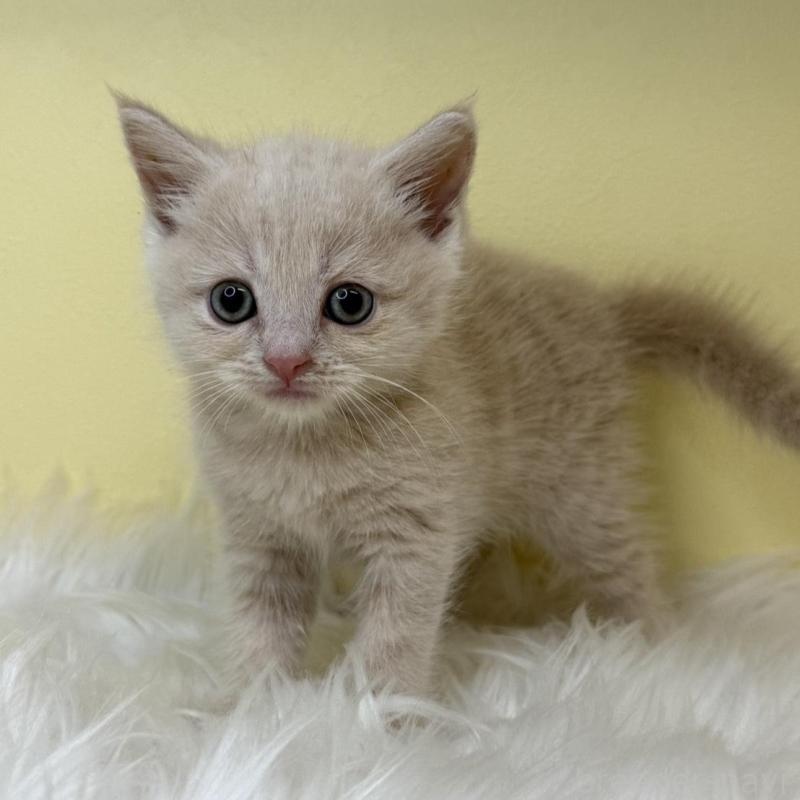 販売中の埼玉県のマンチカン-138213の1枚目