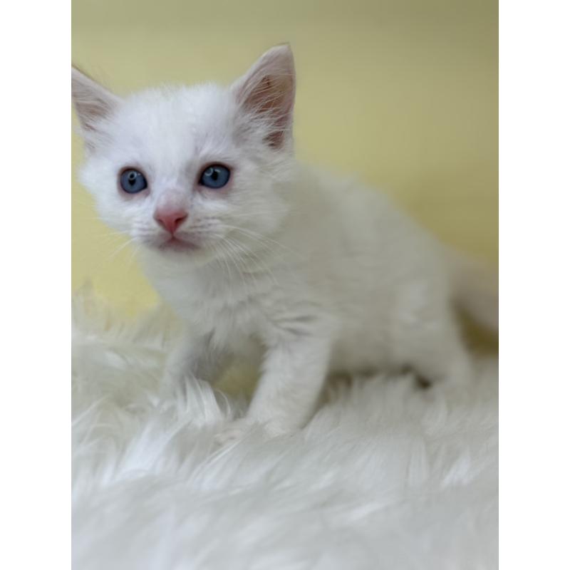 販売中の埼玉県のラグドール-138214の4枚目