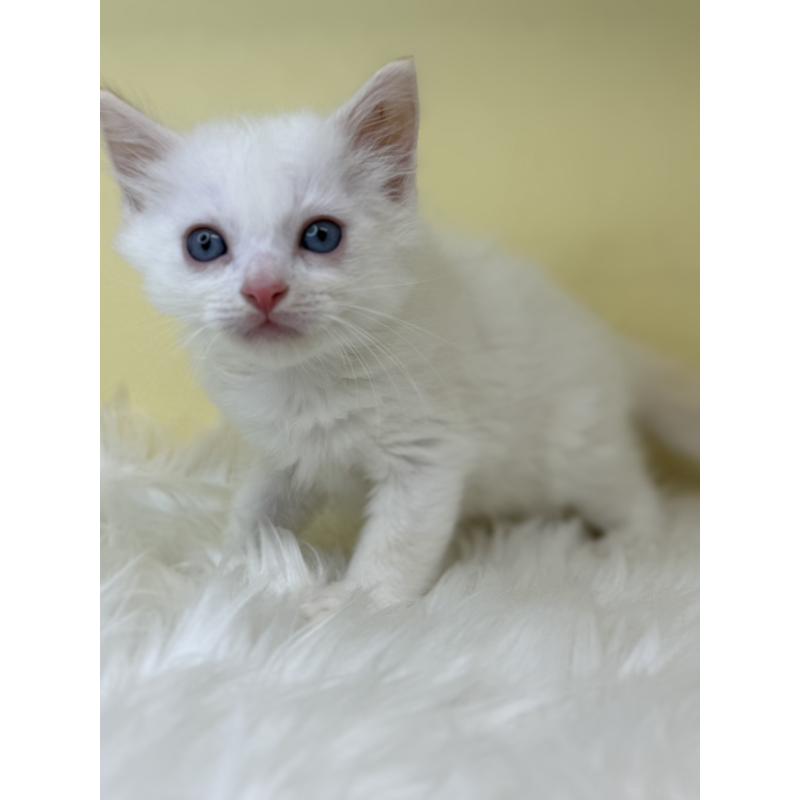 販売中の埼玉県のラグドール-138214の3枚目