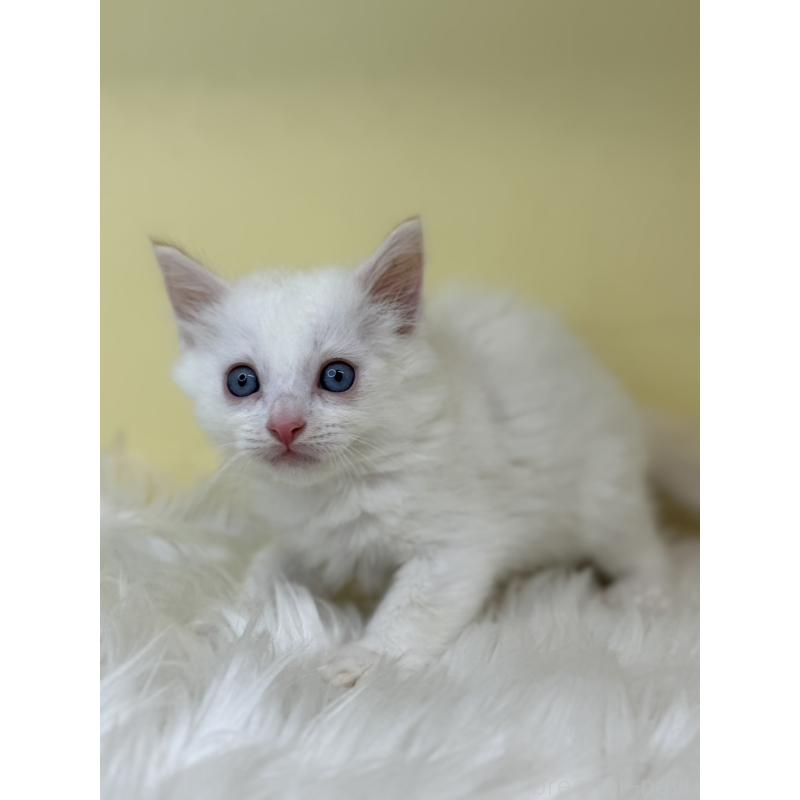 販売中の埼玉県のラグドール-138214の2枚目