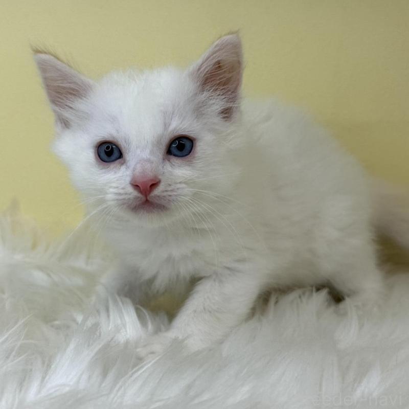 販売中の埼玉県のラグドール-138214の1枚目