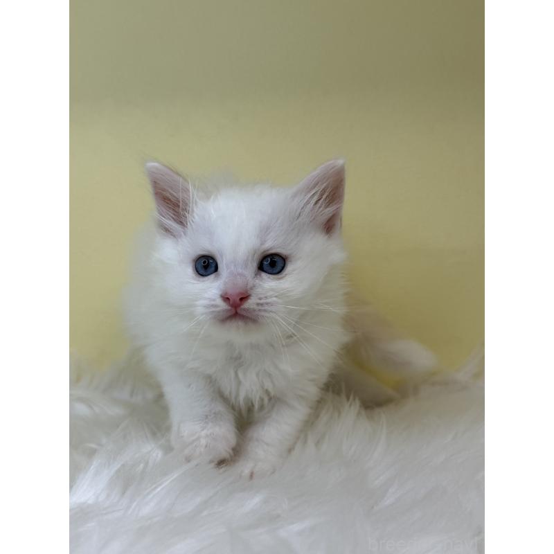 販売中の埼玉県のラグドール-138215の4枚目