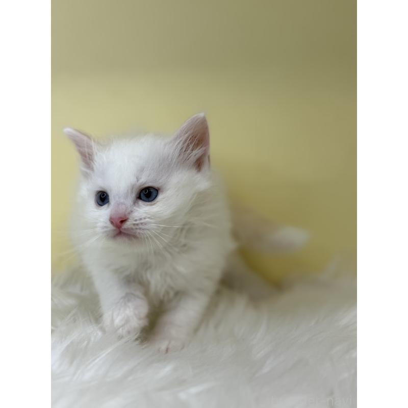 販売中の埼玉県のラグドール-138215の3枚目