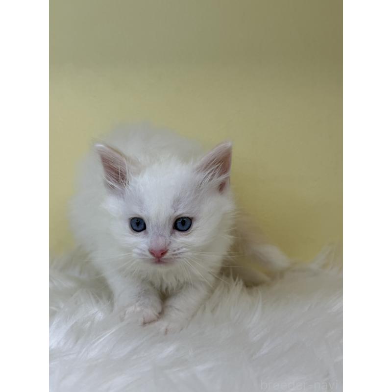 販売中の埼玉県のラグドール-138215の2枚目