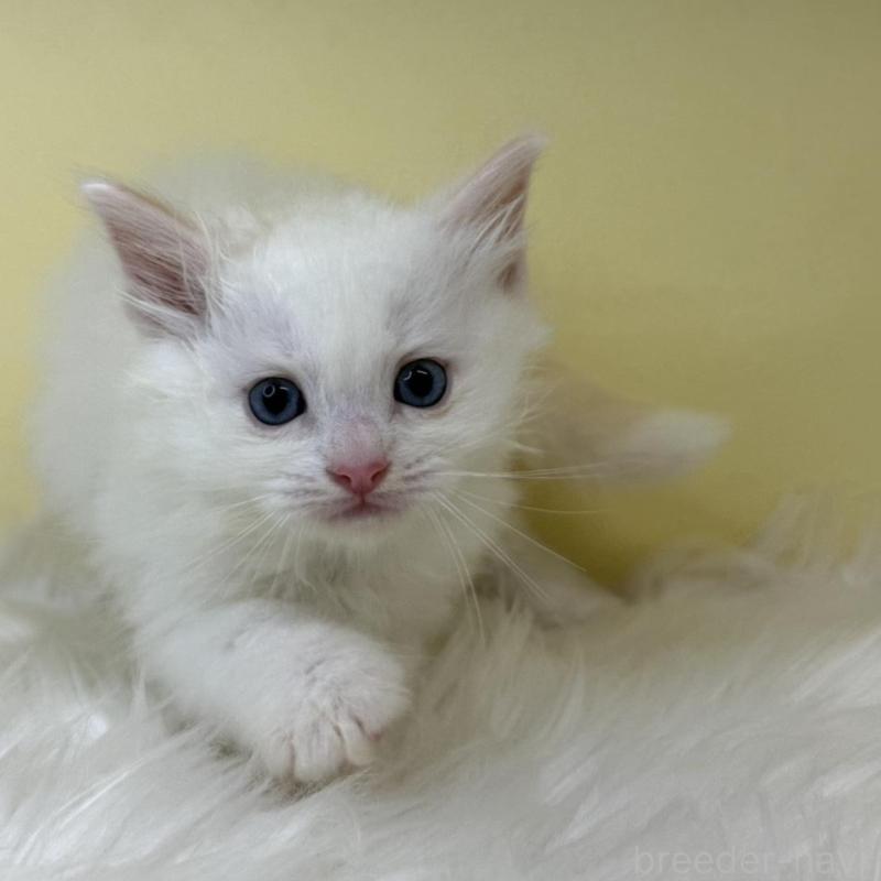 販売中の埼玉県のラグドール-138215の1枚目