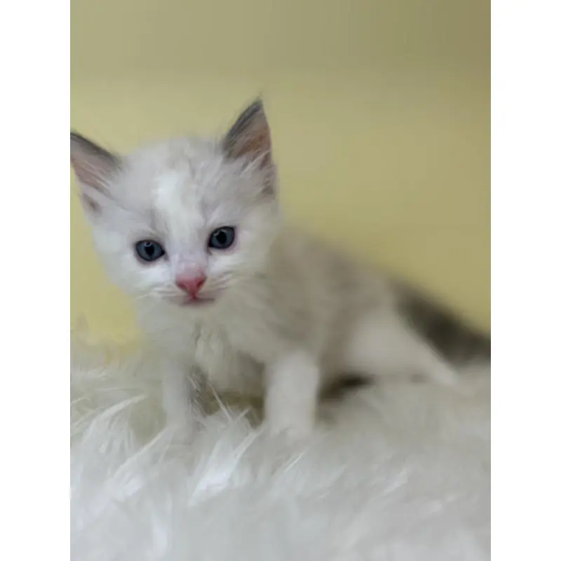 販売中の埼玉県のラグドール-138216の4枚目