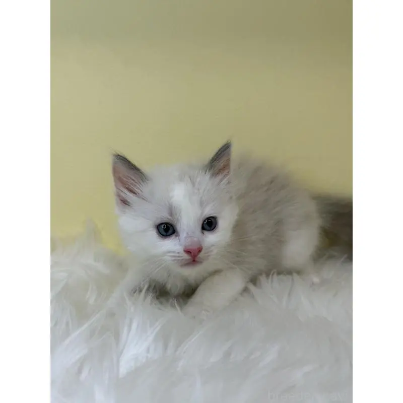 販売中の埼玉県のラグドール-138216の3枚目