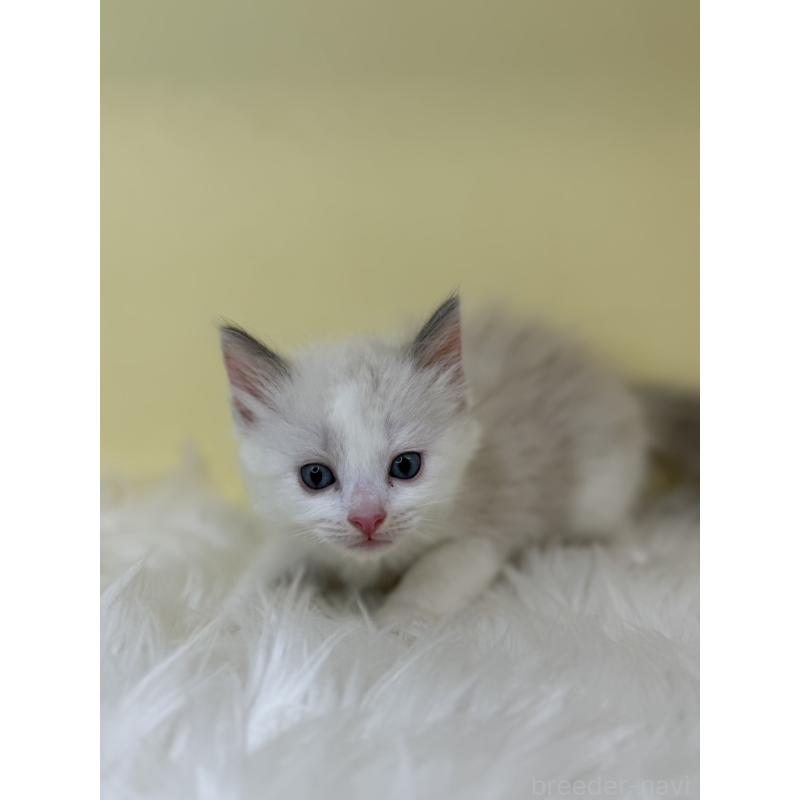 販売中の埼玉県のラグドール-138216の2枚目