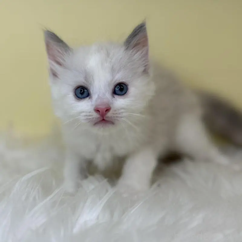 販売中の埼玉県のラグドール-138216の1枚目