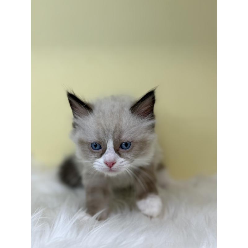 販売中の埼玉県のラグドール-138217の4枚目