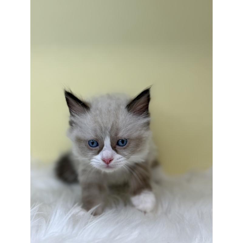 販売中の埼玉県のラグドール-138217の3枚目