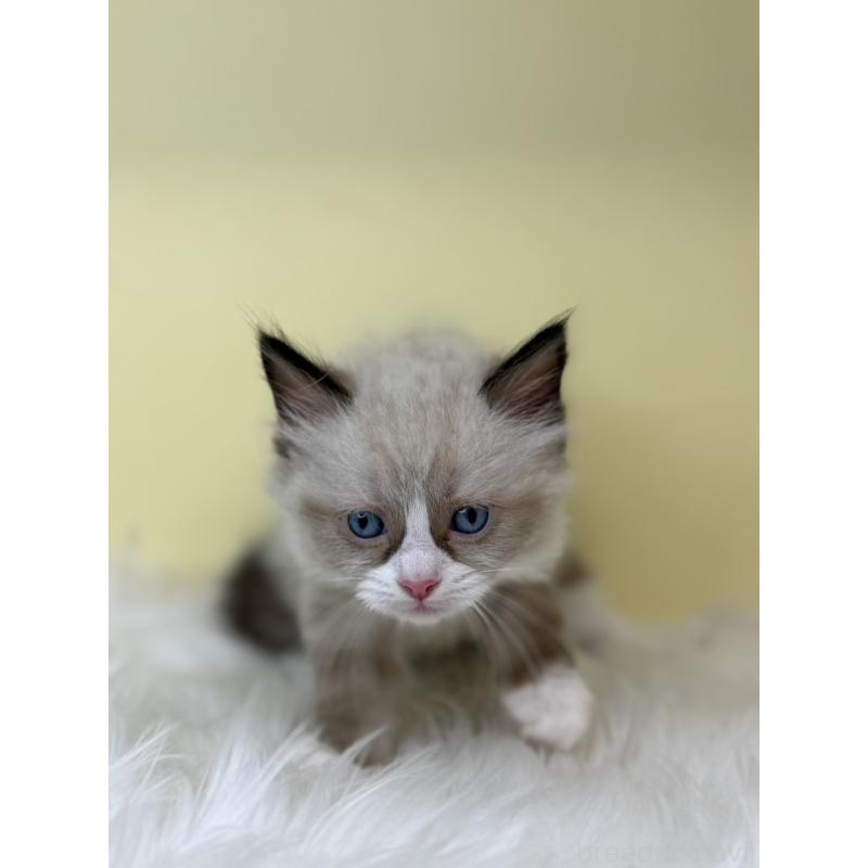 販売中の埼玉県のラグドール-138217の2枚目