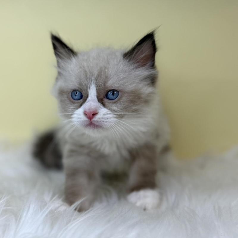 販売中の埼玉県のラグドール-138217の1枚目