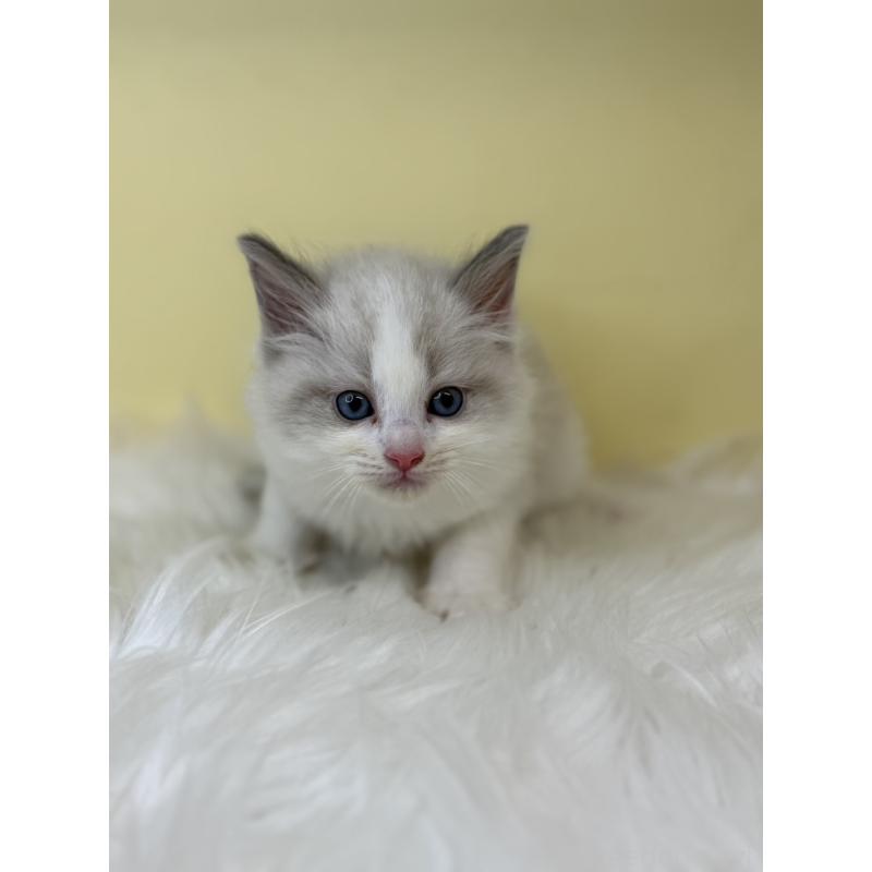 販売中の埼玉県のラグドール-138218の4枚目