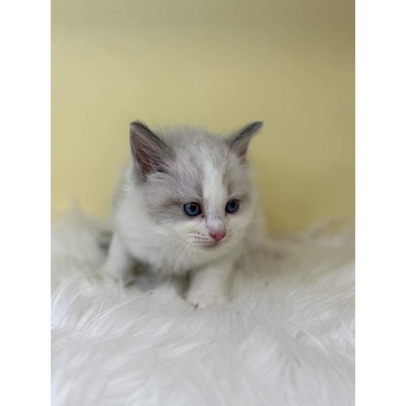 販売中の埼玉県のラグドール-138218の3枚目