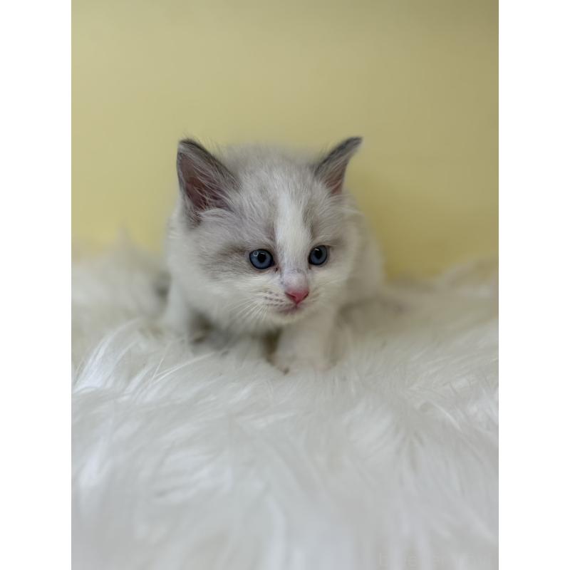 販売中の埼玉県のラグドール-138218の2枚目