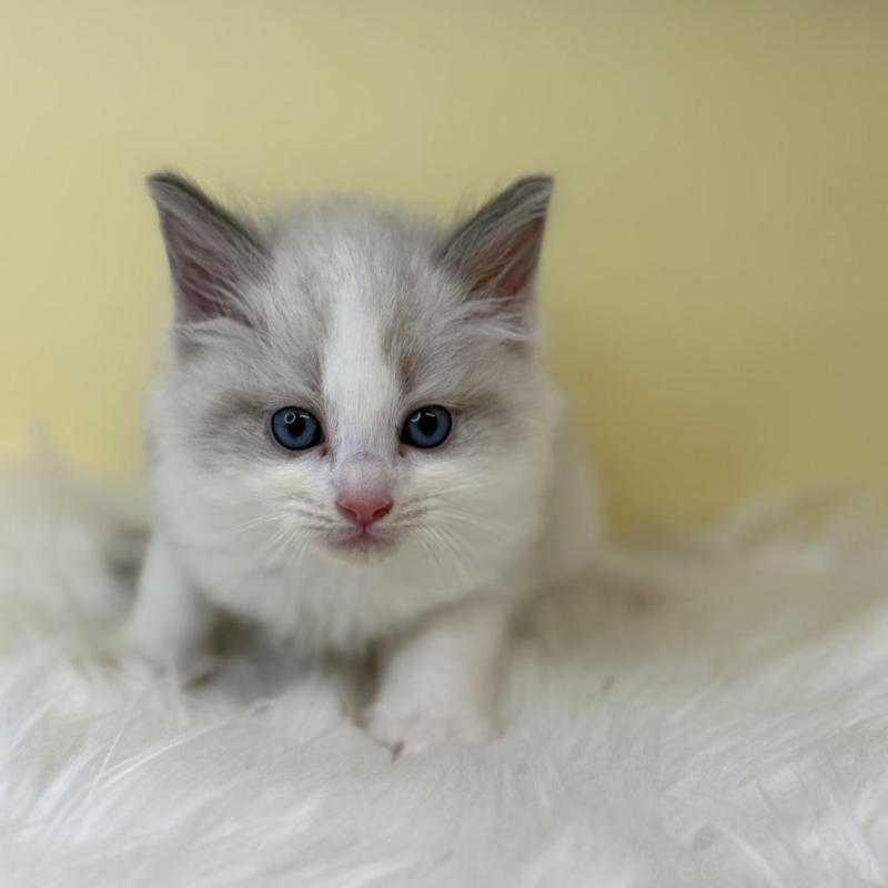 販売中の埼玉県のラグドール-138218の1枚目