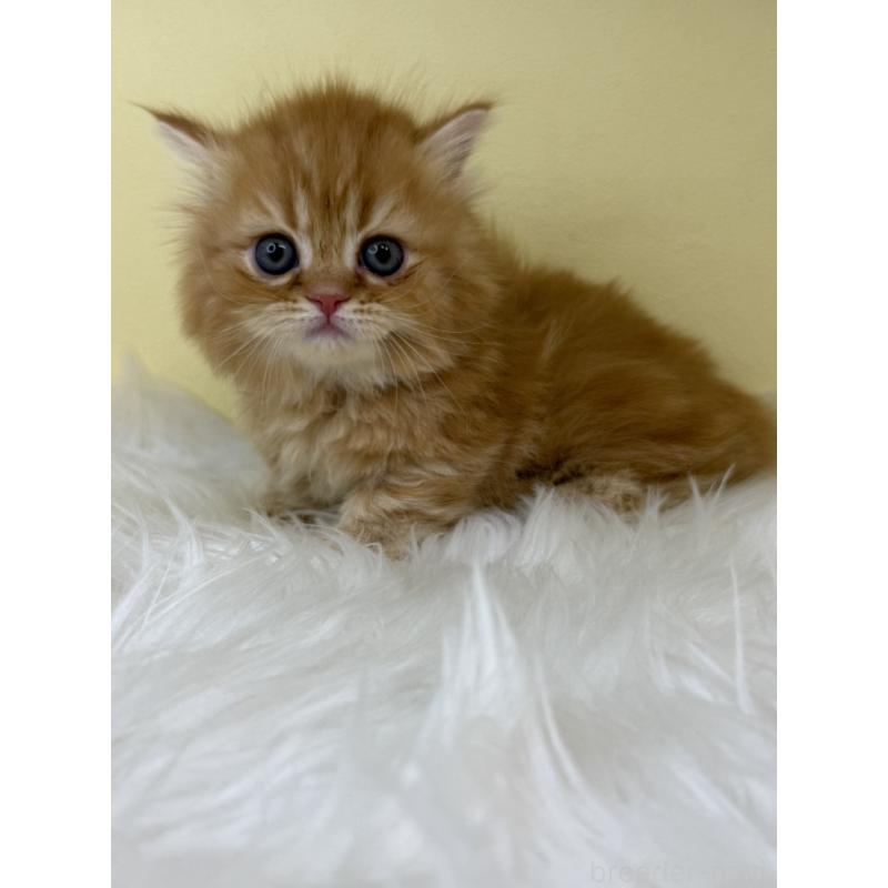 販売中の埼玉県のミヌエット(短足)-138219の3枚目