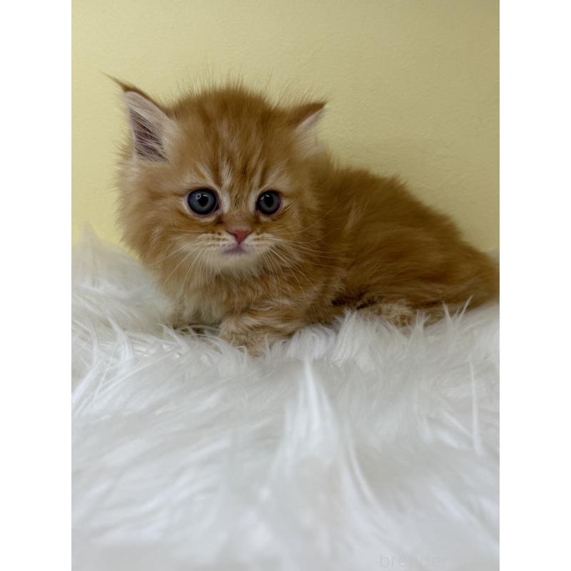 販売中の埼玉県のミヌエット(短足)-138219の2枚目