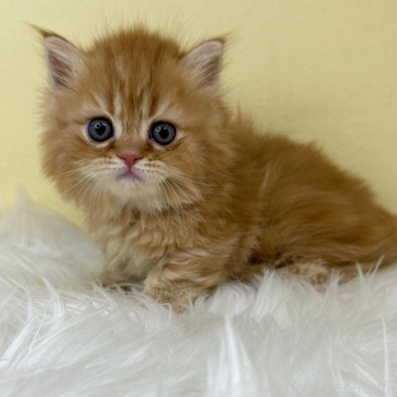 販売中の埼玉県のミヌエット(短足)-138219の1枚目