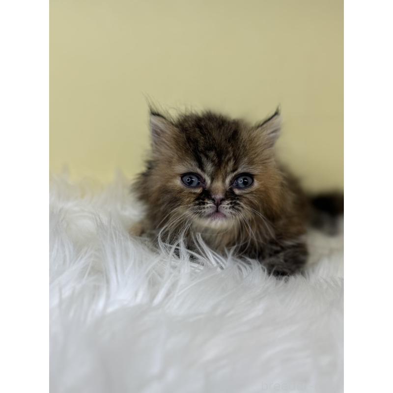 販売中の埼玉県のミヌエット(短足)-138221の4枚目