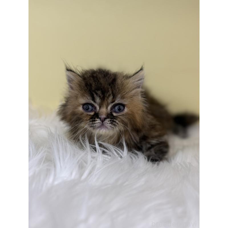 販売中の埼玉県のミヌエット(短足)-138221の3枚目