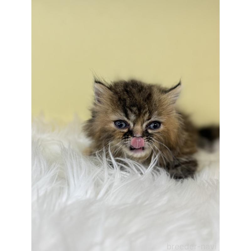 販売中の埼玉県のミヌエット(短足)-138221の2枚目