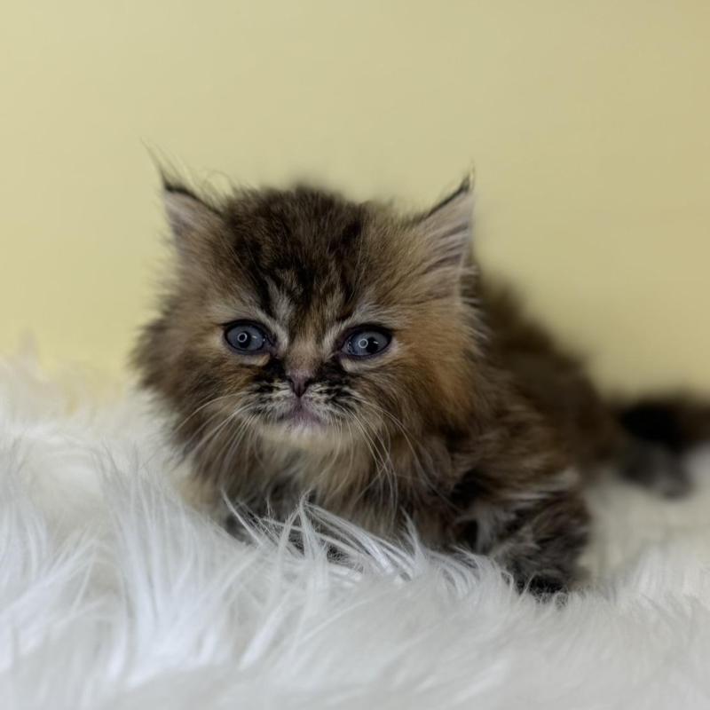 販売中の埼玉県のミヌエット(短足)-138221の1枚目