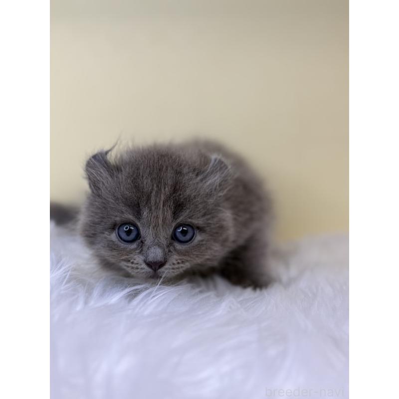 販売中の埼玉県のアメリカンカール-138223の4枚目