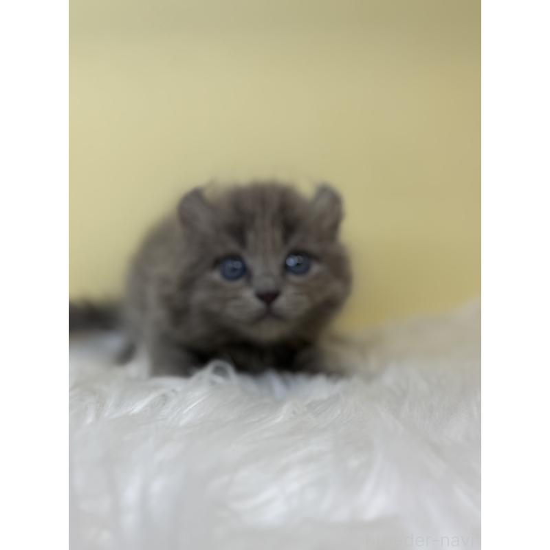 販売中の埼玉県のアメリカンカール-138223の3枚目