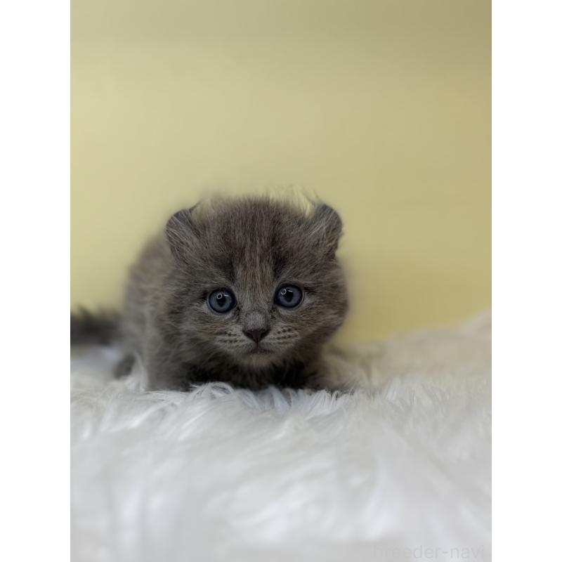 販売中の埼玉県のアメリカンカール-138223の2枚目