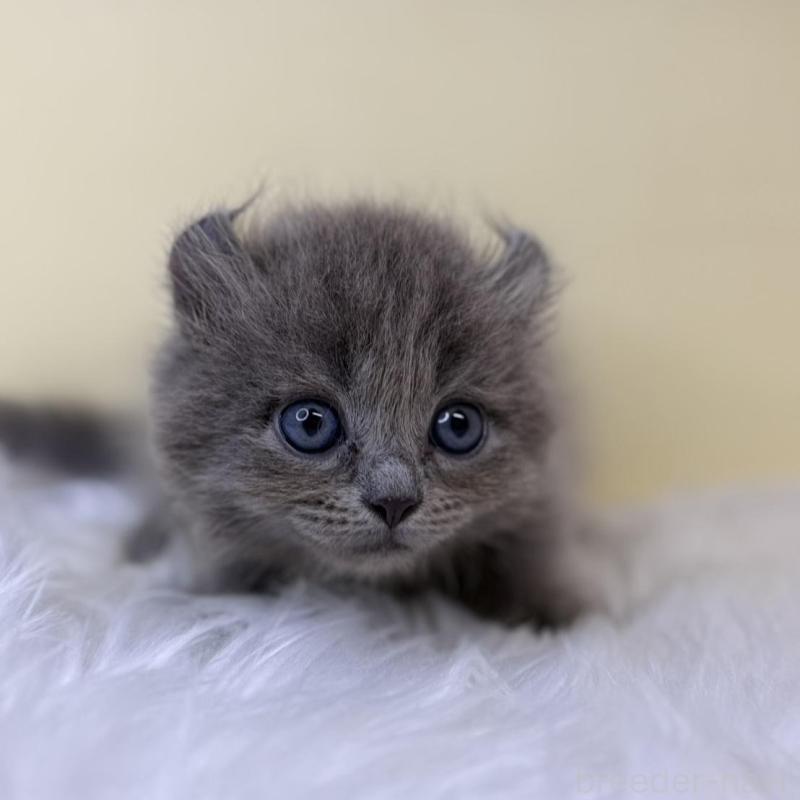 販売中の埼玉県のアメリカンカール-138223の1枚目