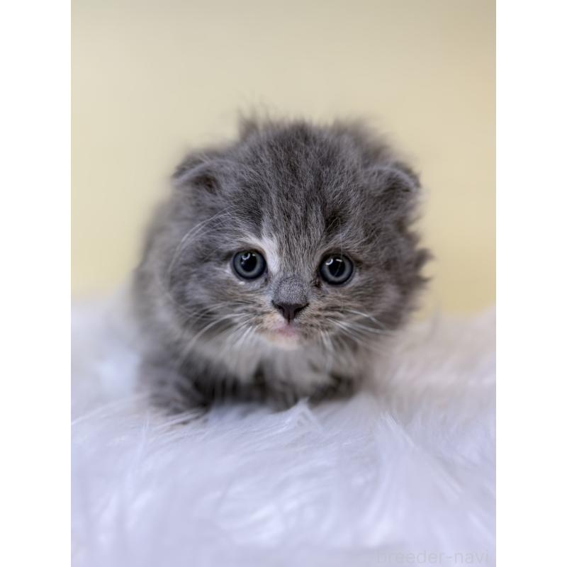 販売中の埼玉県のスコティッシュフォールド(折れ耳)-138224の4枚目