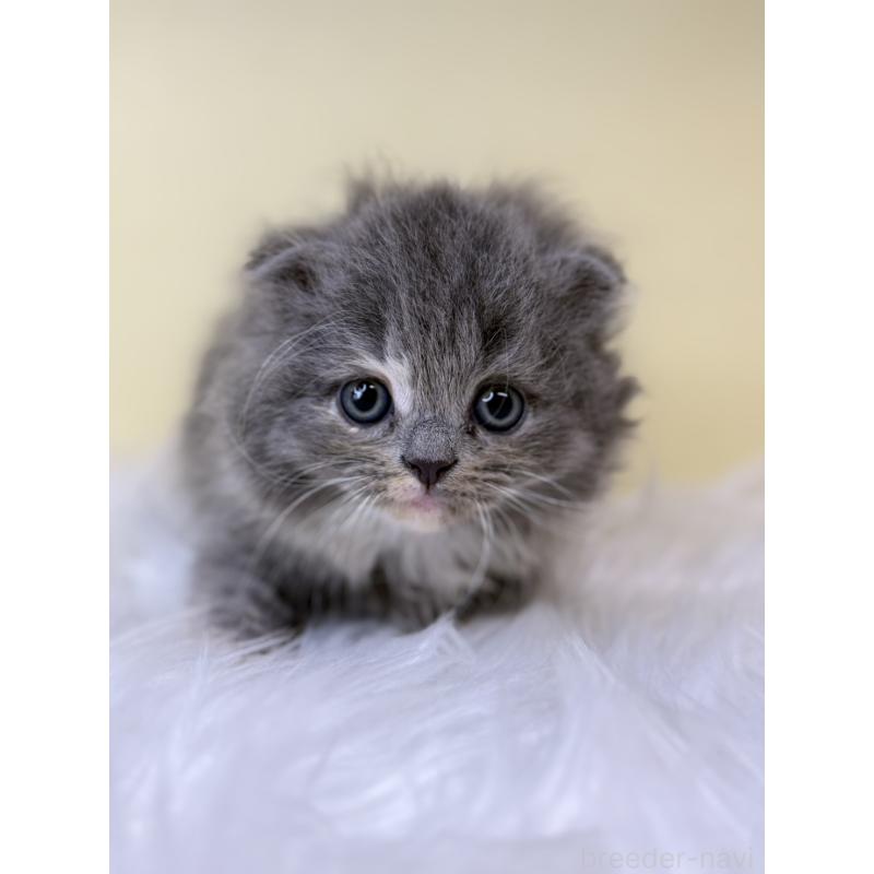 販売中の埼玉県のスコティッシュフォールド(折れ耳)-138224の3枚目