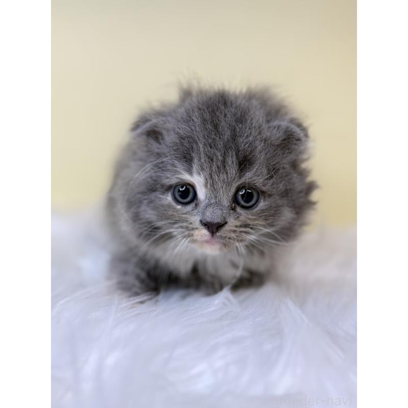 販売中の埼玉県のスコティッシュフォールド(折れ耳)-138224の2枚目