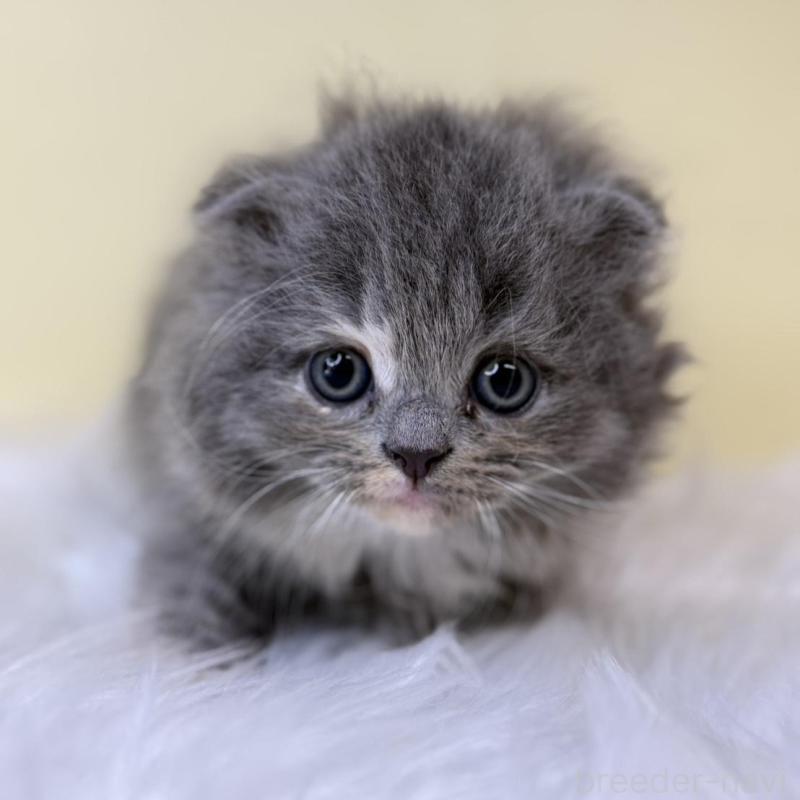 販売中の埼玉県のスコティッシュフォールド(折れ耳)-138224の1枚目