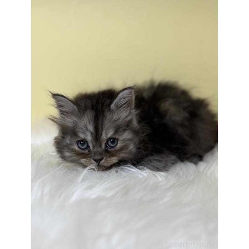 販売中の埼玉県のスコティッシュフォールド-138225の4枚目