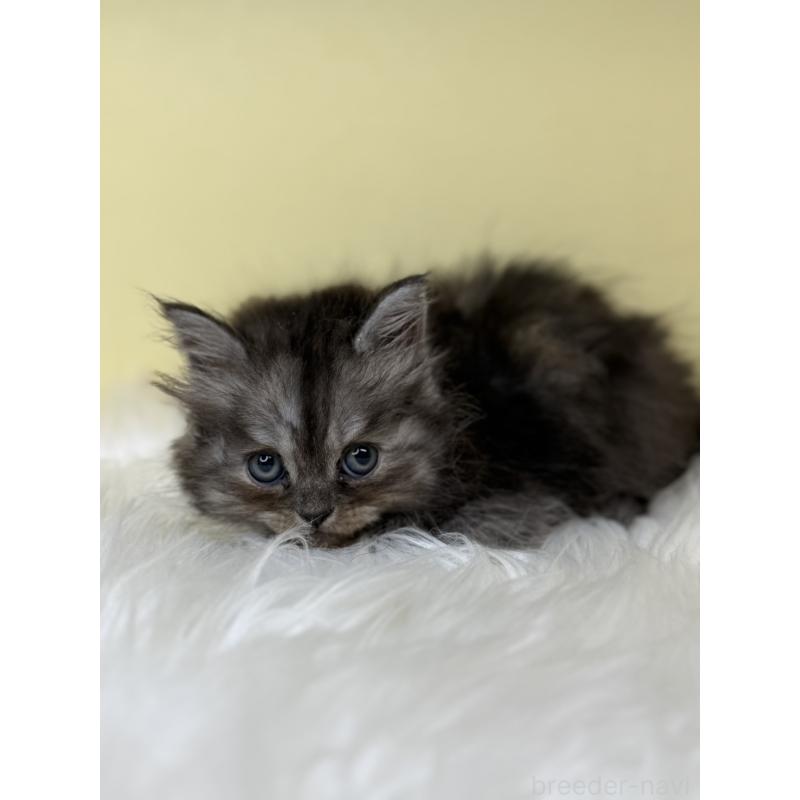 販売中の埼玉県のスコティッシュフォールド-138225の3枚目