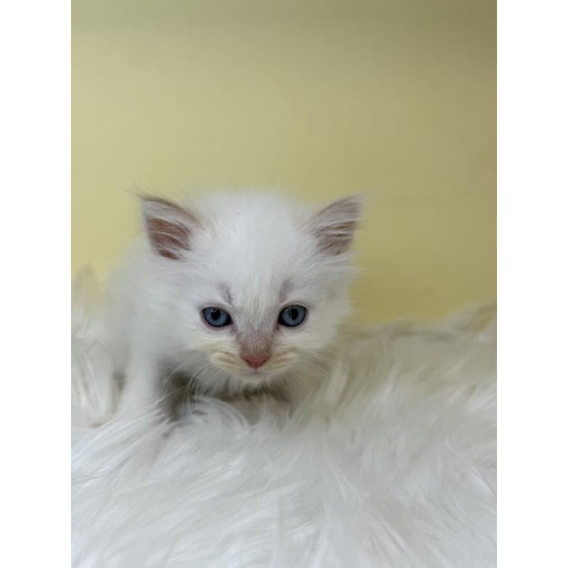 販売中の埼玉県のセルカークレックス-138226の4枚目