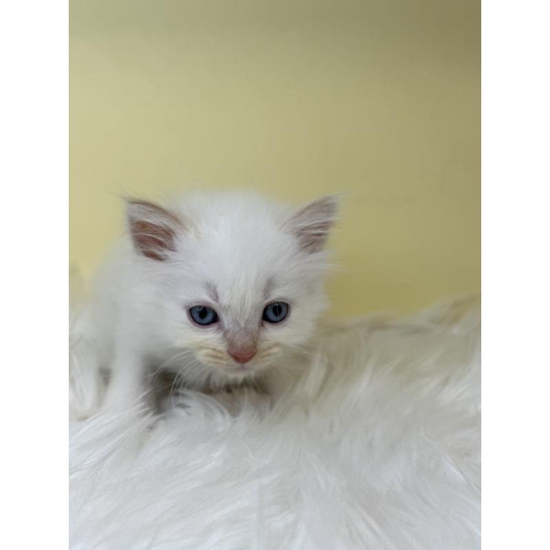 販売中の埼玉県のセルカークレックス-138226の2枚目