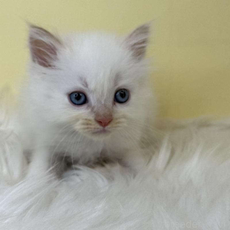 販売中の埼玉県のセルカークレックス-138226の1枚目