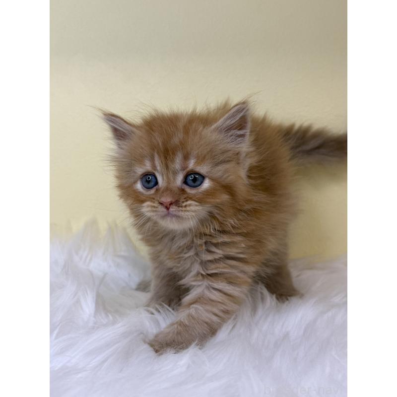 販売中の埼玉県のセルカークレックス-138227の4枚目