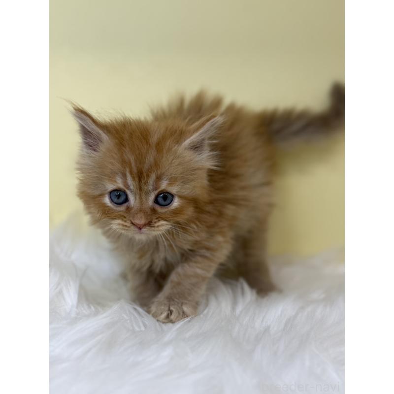 販売中の埼玉県のセルカークレックス-138227の3枚目