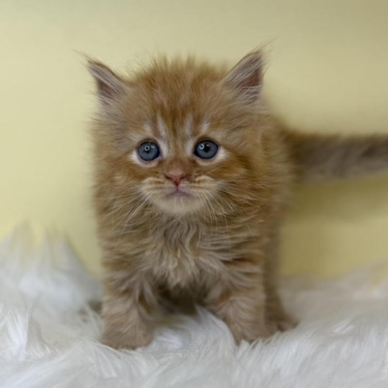 販売中の埼玉県のセルカークレックス-138227の1枚目